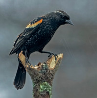Red-winged Blackbird, 2 March 2024, Mansfield, Tolland Co.