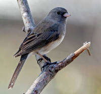 Dark-eyed "Slate-colored" Junco, 17 March 2024, Mansfield, Tolland Co.