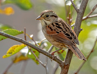 Swamp Sparrow, 7 October 2021, Mansfield, Tolland Co.