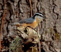 Red-breasted Nuthatch, 12 November 2022, Canaan, Litchfield Co