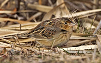 Grasshopper Sparrow, 30 December 2014, Madison, New Haven Co.