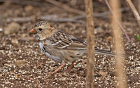 Harris's Sparrow, 29 March 2012, Lebanon, New London Co.