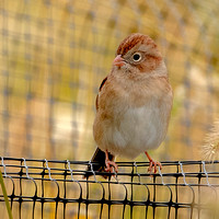 Field Sparrow, 23 October 2022, Mansfield, Tolland Co.