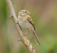 Field Sparrow, 5 May 2020, North Windham, Windham Co.