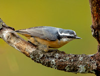 Red-breasted Nuthatch, 24 September 2020, Mansfield, Tolland Co