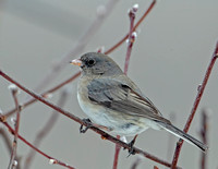 Dark-eyed "Slate-colored" Junco, 3 March 2022, Mansfield, Tolland Co.