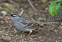 White-crowned Sparrow, 6 May 2012, Lebanon, New London Co.