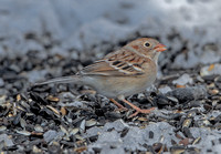 Field Sparrow, 24 February 2021, Bethany, New Haven Co.