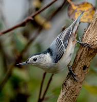 White=breasted Nuthatch, 13 September 2022, Mansfield, Tolland Co