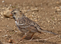 Harris's Sparrow, 5 April 2012, Lebanon, New London Co.