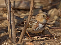 Harris's Sparrow, 28 February 2012, Lebanon, New London Co.