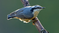 Red-breasted Nuthatch, 23 September 2020, Mansfield, Tolland Co.