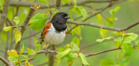 Eastern Towhee, 8 May 2020, North Windham, Windham Co.