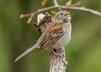 Field Sparrow, 16 May 2019, North Windham, Windham Co.
