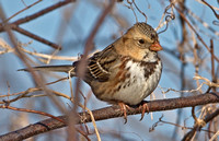 Harris's Sparrow, 15 January 2012, Lebanon, New London Co.
