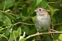 Field Sparrow, 14 June 2013, North Windham, Windham Co.