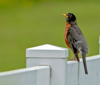 American Robin, 16 May 2021, Mansfield, Tolland Co.