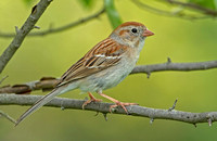 Field Sparrow, 23 May 2017, North Windham, Windham Co.