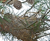 Cedar Waxwing nest, 18 June 2010, Kennebunk Plain, Maine