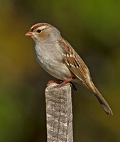White-crowned Sparrow, 18 October 2012, Mansfield, Tolland Co.