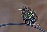 European Starling, 1 January 2013, Mansfield, Tolland Co.