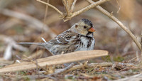 Harris's Sparrow, 28 February, 2020, Madison, New Haven Co.