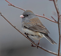 Dark-eyed "Slate-colored" Junco, 13 March 2021, Mansfield, Tolland Co.