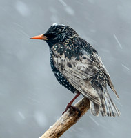 European Starling, 9 March 2022, Mansfield, Tolland Co.