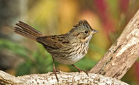 Lincoln's Sparrow, 18 October 2015, Mansfield, Tolland Co.