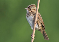 Lincoln's Sparrow, 4 October 2015, Mansfield, Tolland Co.