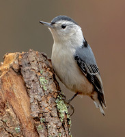 White-breasted Nuthatch, 15 November 2022, Mansfield, Tolland Co