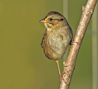 Swamp Sparrow, 11 October 2014, Mansfield, Tolland Co.