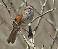 Swamp Sparrow, 11 May 2014, Hampton, Windham Co.