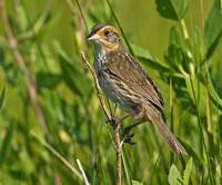 Saltmarsh Sparrow, 2 July 2012, Madison, New Haven Co.