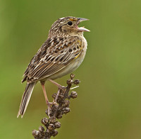 Grasshopper Sparrow, 19/22 June 2012, Bristol, Hartford Co.