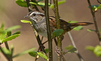 Swamp Sparrow, 7 May 2013, Eastford, Windham Co.