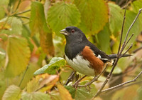 Eastern Towhee, 9 October 2015, Mansfield, Tolland Co.