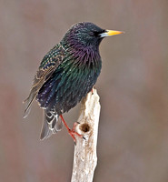 European Starling, March / April  2013, Mansfield, Tolland Co.