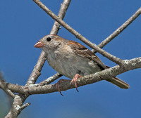 Field Sparrow, 10 July 2012, Ashford, Windham Co.