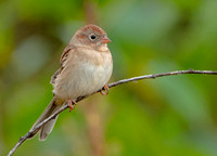 Field Sparrow, 13 October 2022, Mansfield, Tolland Co.