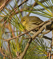 Blackpoll Warbler, 23 November 2012, New Haven, New Haven Co.