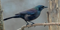 Common Grackle, 23 March 2024, Mansfield, Tolland Co.