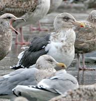 Slaty-backed Gull, Gloucester, MA
