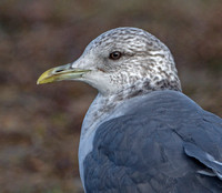 Kamchatka Common Gull, 10 January 2019, Stamford, Fairfield Co.