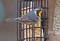 Yellow-throated Warbler, 8 January 2012, Madison, New Haven Co.