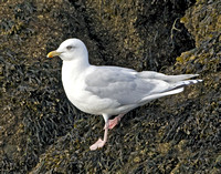 Kumlien's Iceland Gull, Adult, 18 February 2010, Westport, Fairfield Co.