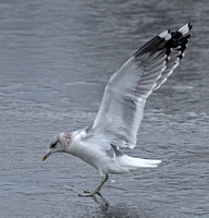 Kamchatka Common Gull, 12 January 2019, Stamford, Fairfield Co.