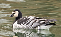 Barnacle Goose (banded individual from Islay, Scotland) 4 January 2011, Westport, Fairfield Co.,CT