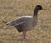 Pink-footed Goose, 20 February 2012, Windsor, Hartford Co.
