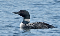 Common Loon, 20 July 2014, Lincoln, Penobscot Co., ME